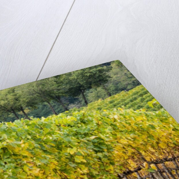 Autumn Vineyards Rows with Bright Color by Anonymous