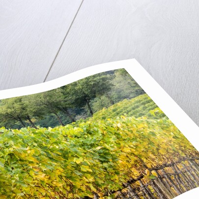Autumn Vineyards Rows with Bright Color by Anonymous
