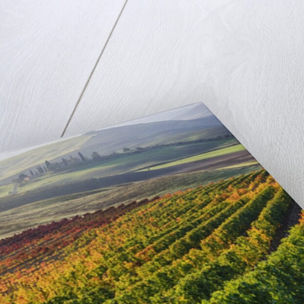 Autumn Vineyards in full color nea San Quirico by Anonymous