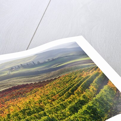 Autumn Vineyards in full color nea San Quirico by Anonymous