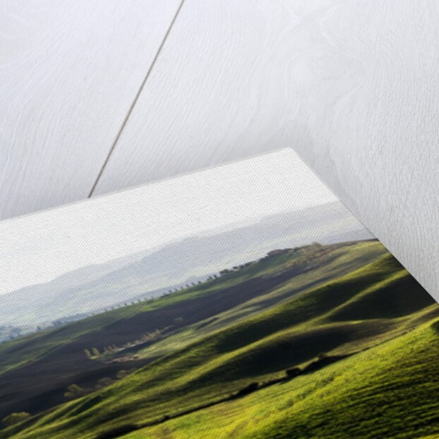 Morning light over the fields of Winter Wheat above the Tuscan Landscape by Anonymous