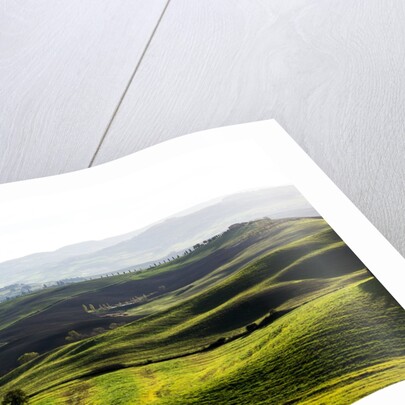 Morning light over the fields of Winter Wheat above the Tuscan Landscape by Anonymous