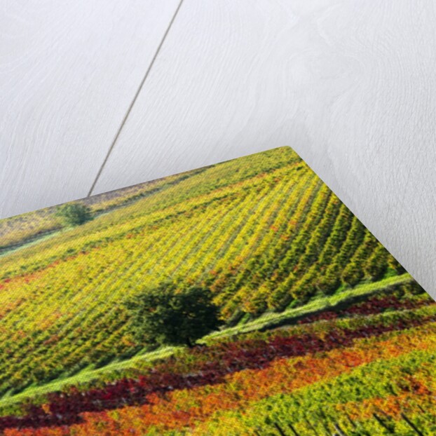 Autumn Vineyards in full color near Montepulciano by Anonymous