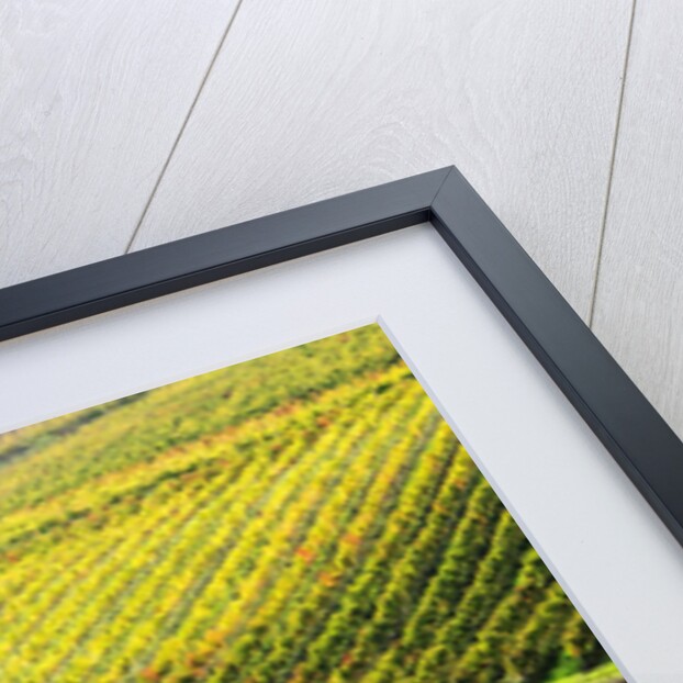 Autumn Vineyards in full color near Montepulciano by Anonymous