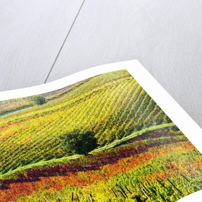 Autumn Vineyards in full color near Montepulciano by Anonymous