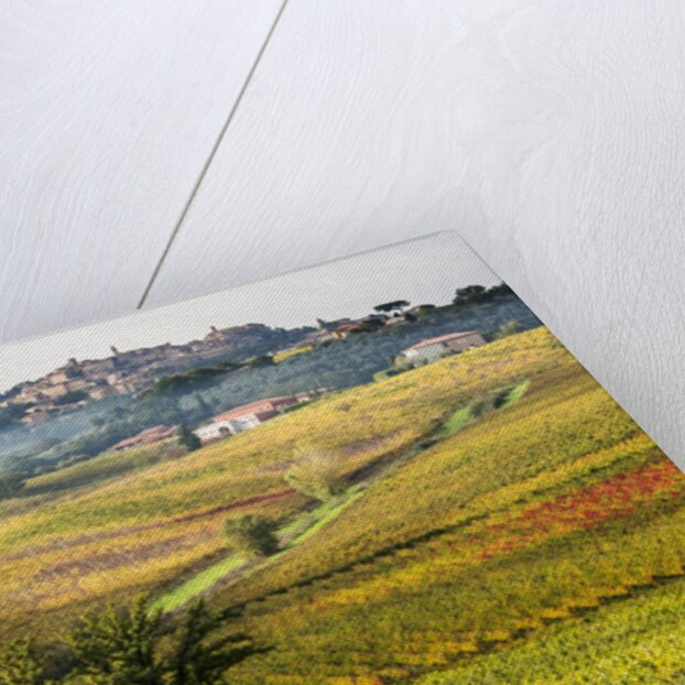 Autumn Vineyards in full color near Montepulciano by Anonymous