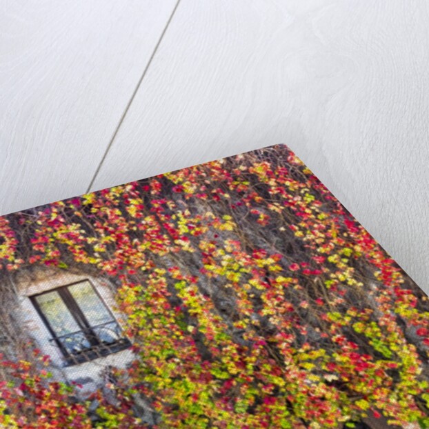 Autumn foliage around Tuscan Villa by Anonymous