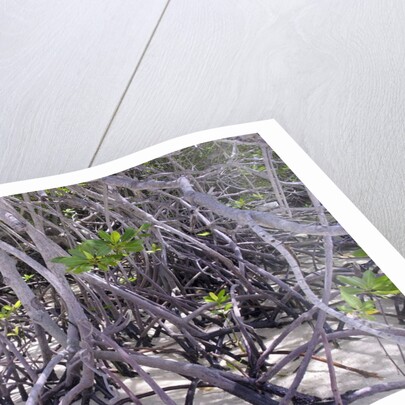 Tangle of mangrove root by Corbis