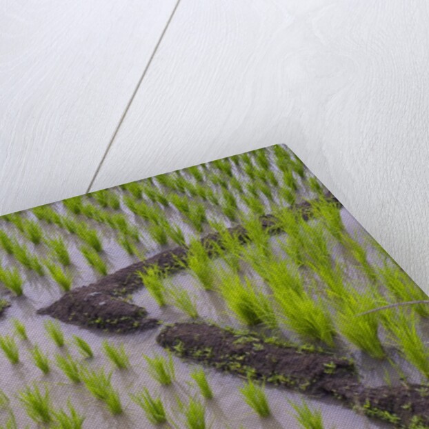 Patterns and shapes of paddy rice field by Anonymous