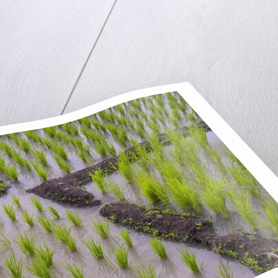 Patterns and shapes of paddy rice field by Anonymous
