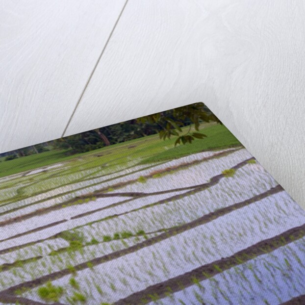 Patterns and shapes of paddy rice field by Anonymous