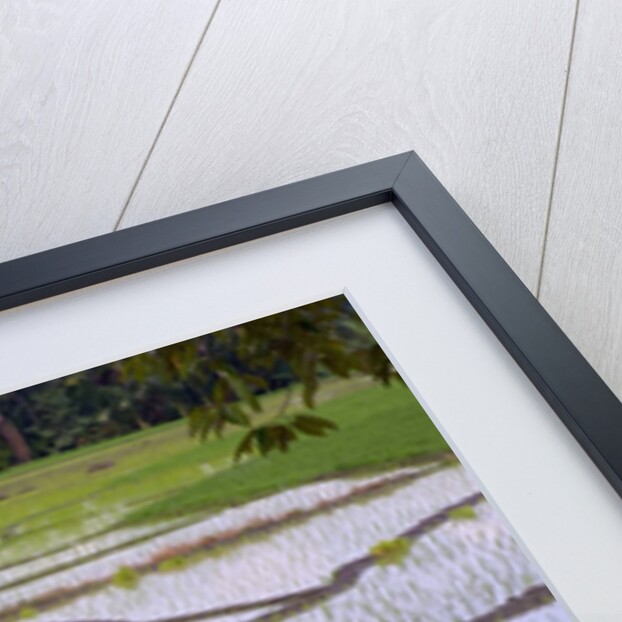 Patterns and shapes of paddy rice field by Anonymous