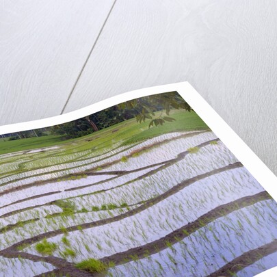 Patterns and shapes of paddy rice field by Anonymous
