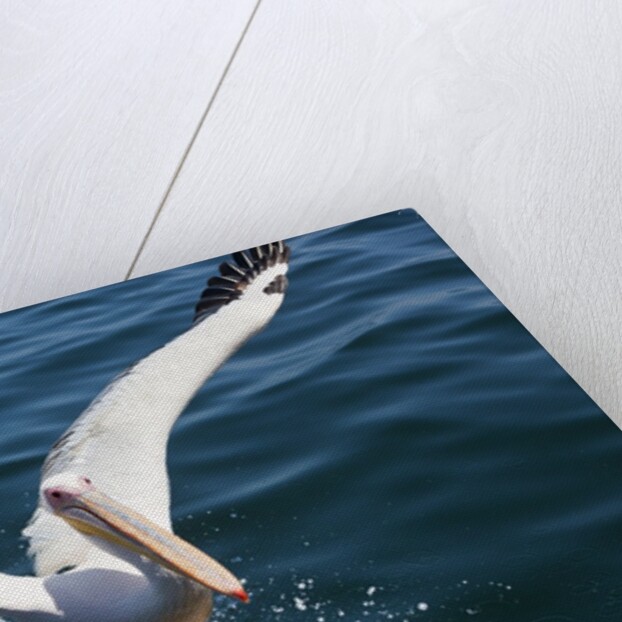 Great White Pelican landing on ocean (Pelecanus onocrotalus) by Anonymous
