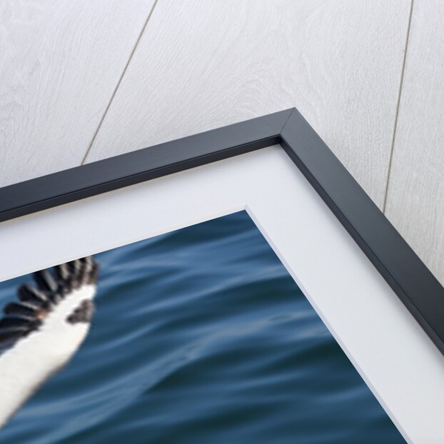 Great White Pelican landing on ocean (Pelecanus onocrotalus) by Anonymous