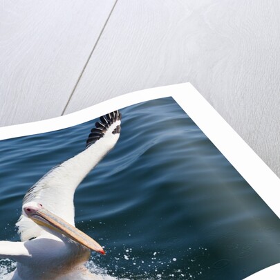 Great White Pelican landing on ocean (Pelecanus onocrotalus) by Anonymous