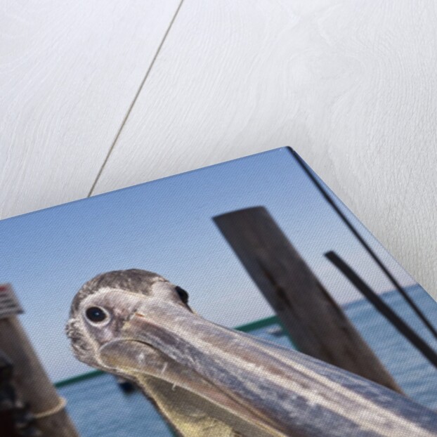 Young Great White Pelican head by Anonymous