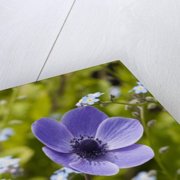 Violet Anemone Flower by Anonymous