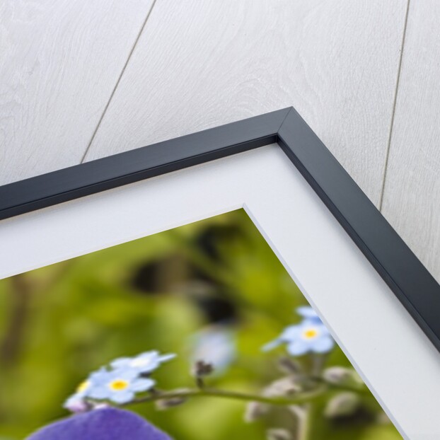 Violet Anemone Flower by Anonymous