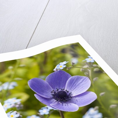 Violet Anemone Flower by Anonymous