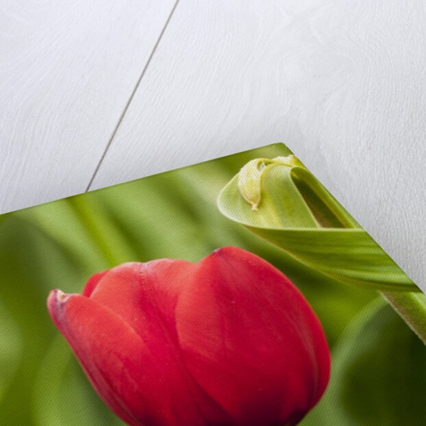 Red tulip flower by Anonymous