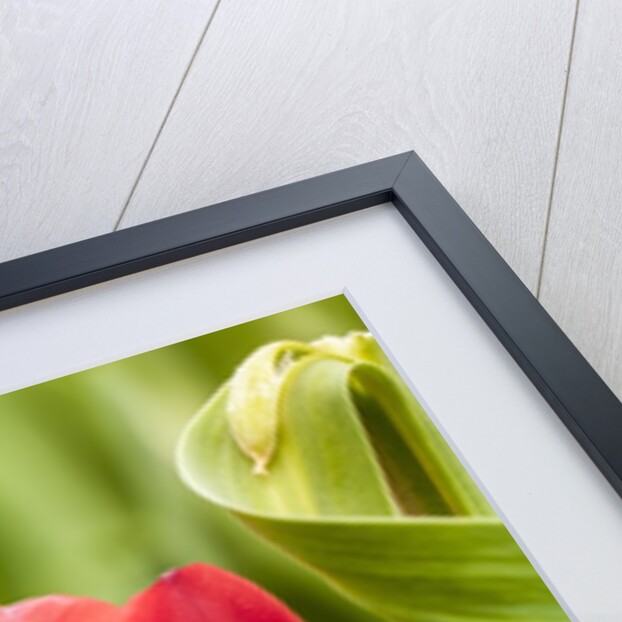 Red tulip flower by Anonymous