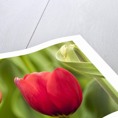 Red tulip flower by Anonymous