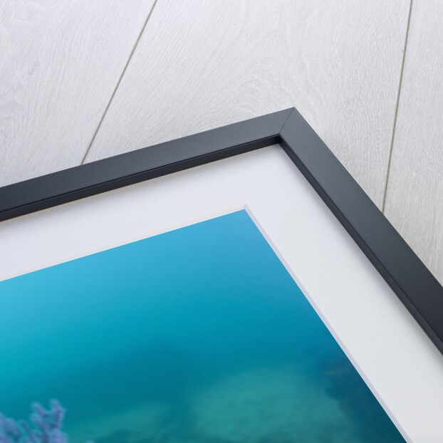 Crown-of-Thorns Starfish (Acanthaster planci) by Anonymous