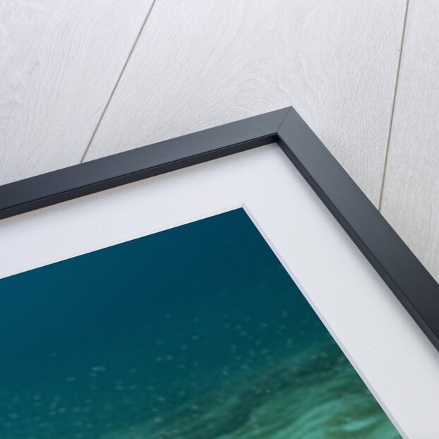 Bat Ray (Myliobatis californica) by Anonymous