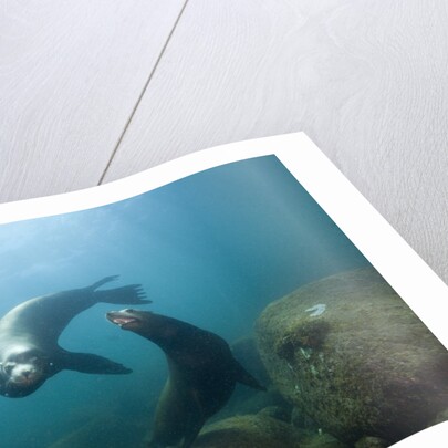 Californian Sea Lion (Zalophus californianus) by Anonymous