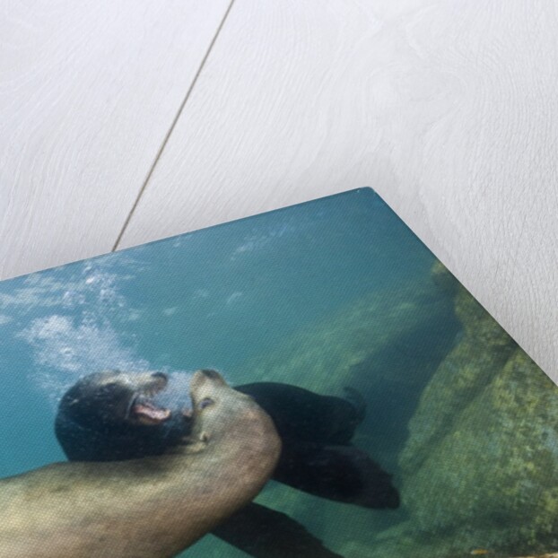 Californian Sea Lion (Zalophus californianus) by Anonymous