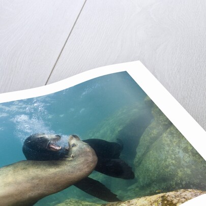 Californian Sea Lion (Zalophus californianus) by Anonymous