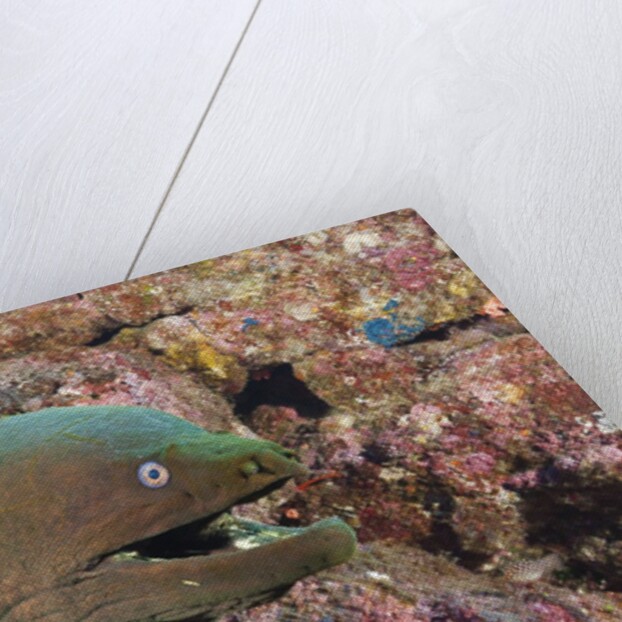 Panamic Green Moray Eel (Gymnothorax castaneus) by Anonymous