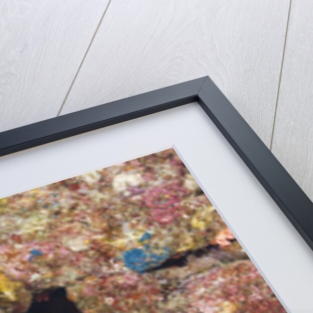 Panamic Green Moray Eel (Gymnothorax castaneus) by Anonymous