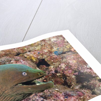 Panamic Green Moray Eel (Gymnothorax castaneus) by Anonymous