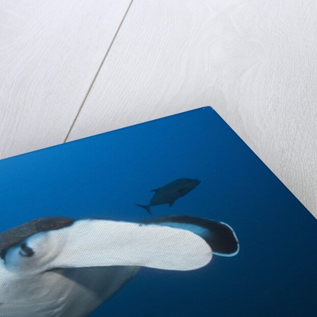 Manta Ray head (Manta birostris) by Anonymous