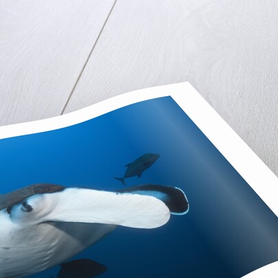 Manta Ray head (Manta birostris) by Anonymous
