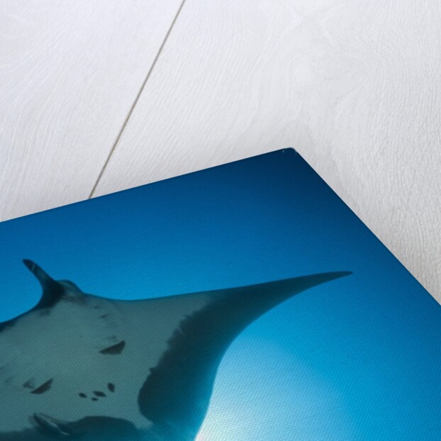 Manta Ray with Remora (Manta birostris) by Anonymous