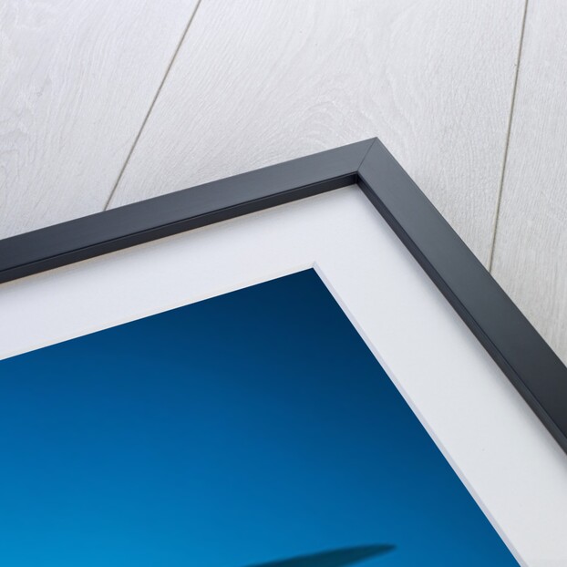 Manta Ray with Remora (Manta birostris) by Anonymous