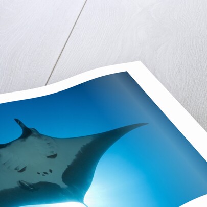 Manta Ray with Remora (Manta birostris) by Anonymous