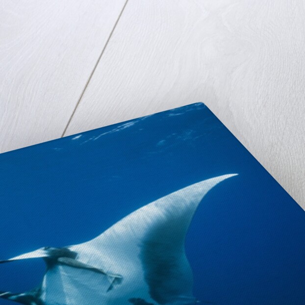 Manta Ray with Remora (Manta birostris) by Anonymous