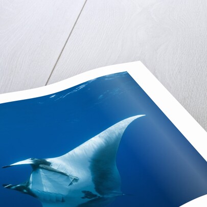 Manta Ray with Remora (Manta birostris) by Anonymous