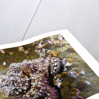 Common Octopus (Octopus vulgaris) by Anonymous