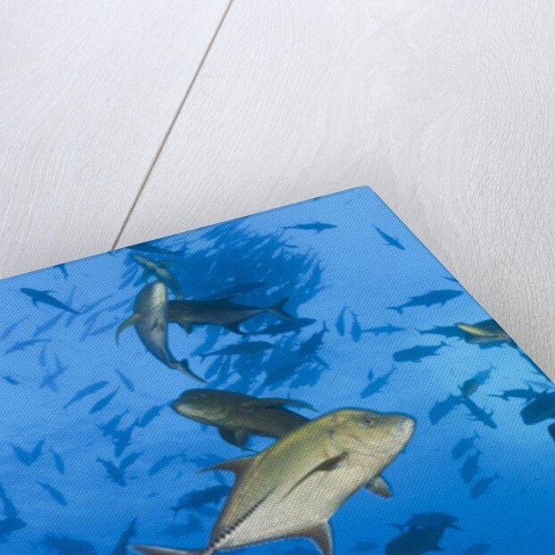 Black Trevally (Caranx lugubris) by Anonymous