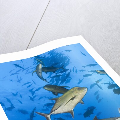 Black Trevally (Caranx lugubris) by Anonymous