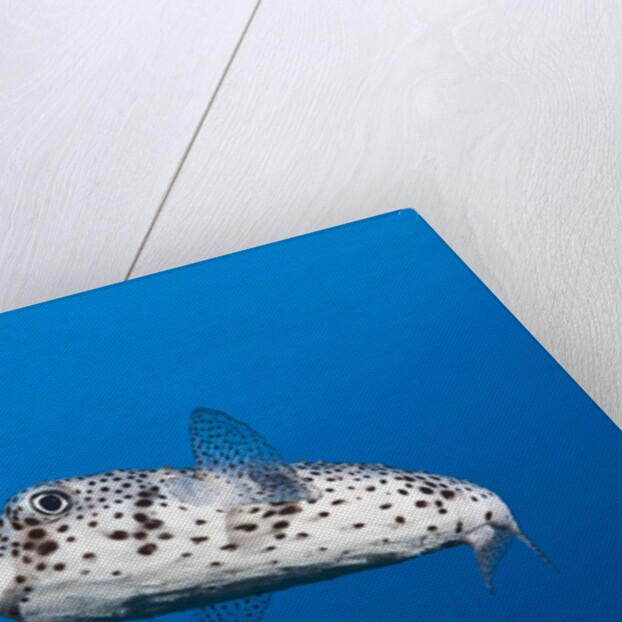 Porcupinefish (Diodon hystrix) by Anonymous