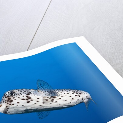 Porcupinefish (Diodon hystrix) by Anonymous