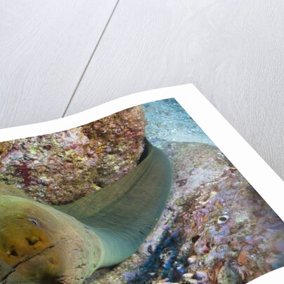 Panamic Green Moray Eel (Gymnothorax castaneus) by Anonymous