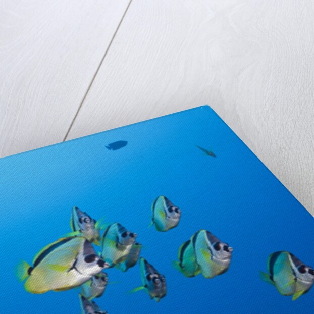 Barberfish school (Johnrandallia nigrirostris) by Anonymous