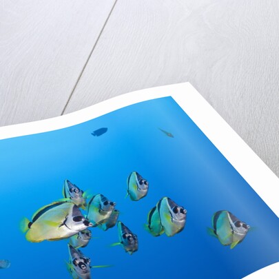 Barberfish school (Johnrandallia nigrirostris) by Anonymous